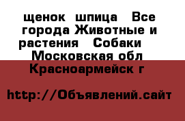 щенок  шпица - Все города Животные и растения » Собаки   . Московская обл.,Красноармейск г.